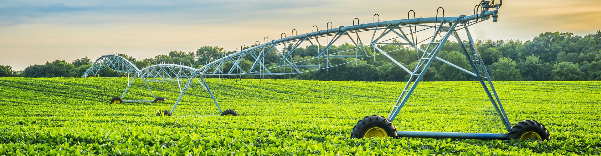 БЕРКАНА СИДС